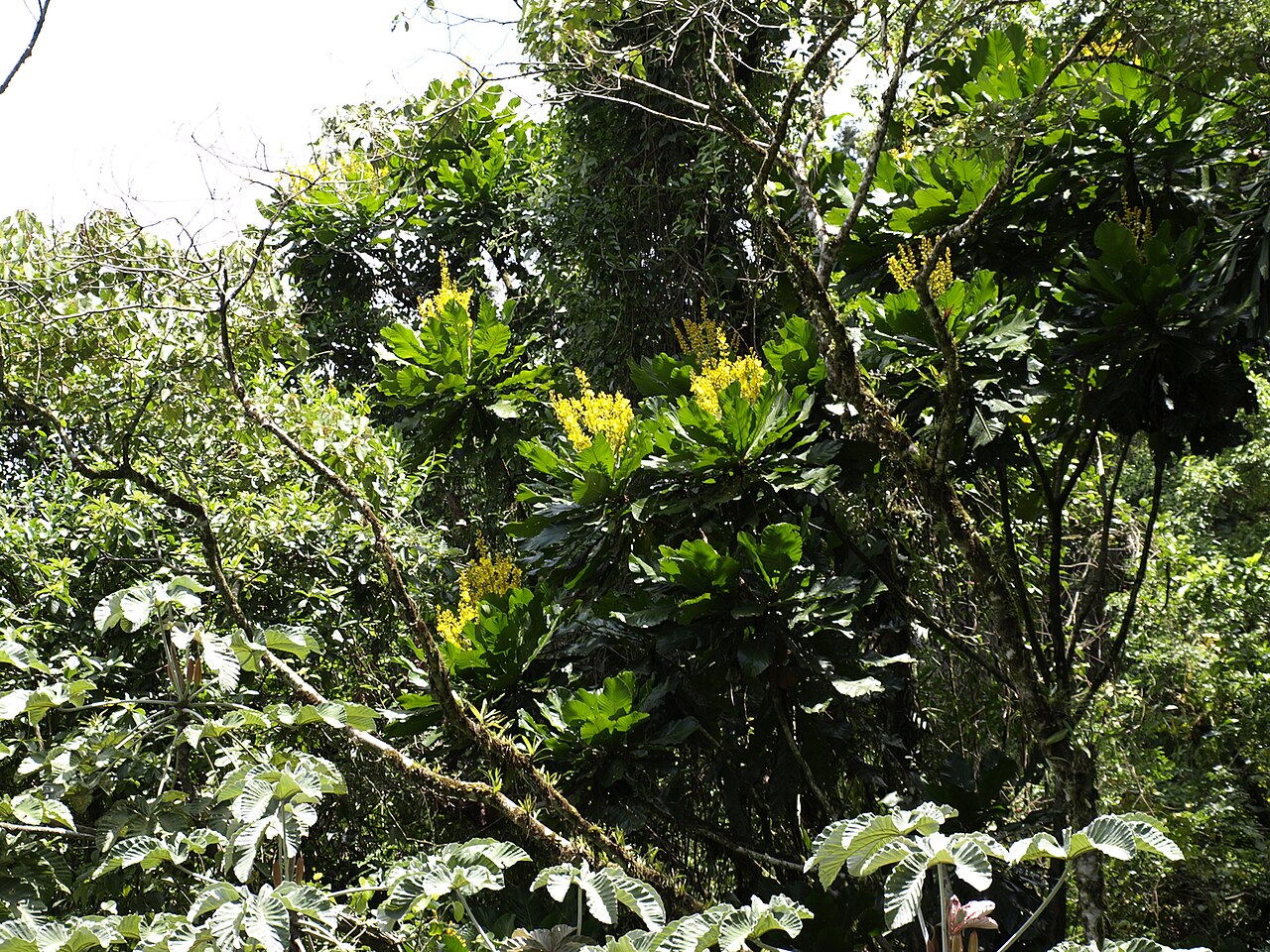 Cespedesia spathulata: Arenal Hanging Bridges, Costa Rica