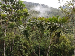 Cespedesia spathulata (Cespedesia spathulata)