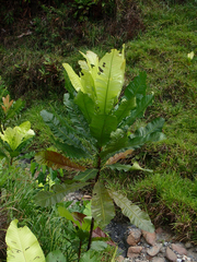 Cespedesia spathulata (Cespedesia spathulata)