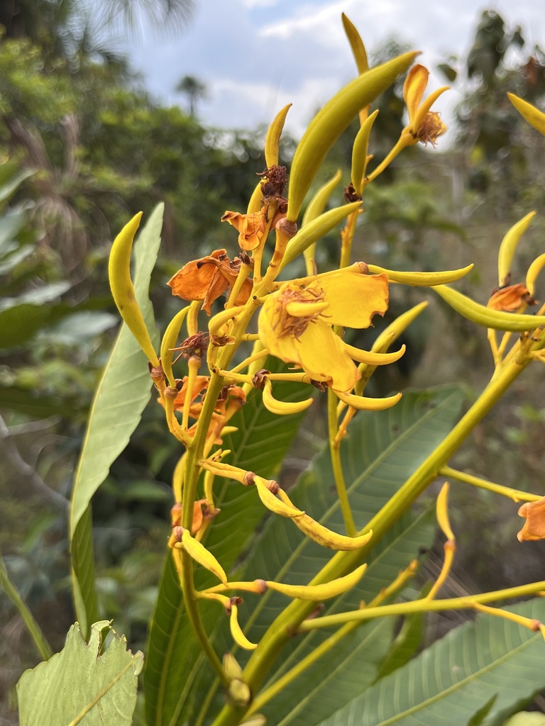 Cespedesia spathulata (Cespedesia spathulata)
