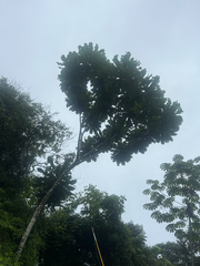 Cespedesia spathulata (Cespedesia spathulata)