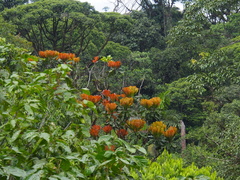 Cespedesia spathulata (Cespedesia spathulata)
