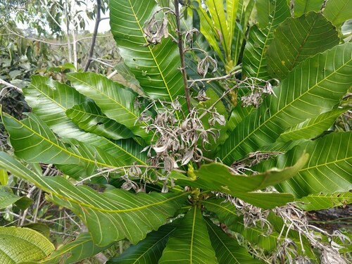 Cespedesia spathulata (Cespedesia spathulata)