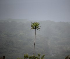 Cespedesia spathulata (Cespedesia spathulata)