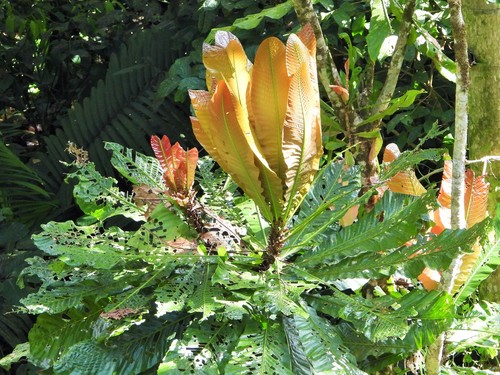 Cespedesia spathulata (Cespedesia spathulata)