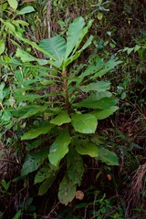 Cespedesia spathulata (Cespedesia spathulata)