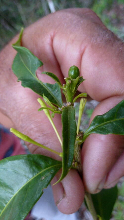 Inkberry: Cestrum laevigatum Schltdl.