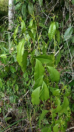 Inkberry: Cestrum laevigatum Schltdl.