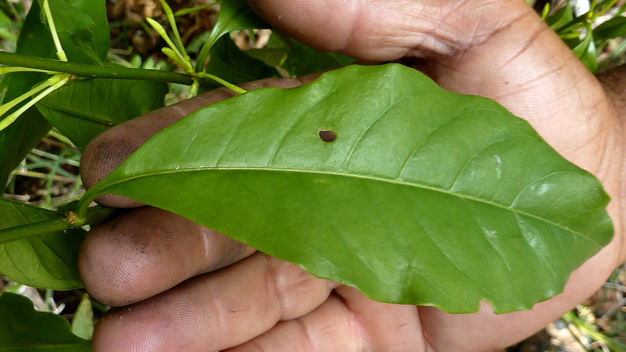 Inkberry: Cestrum laevigatum Schltdl.