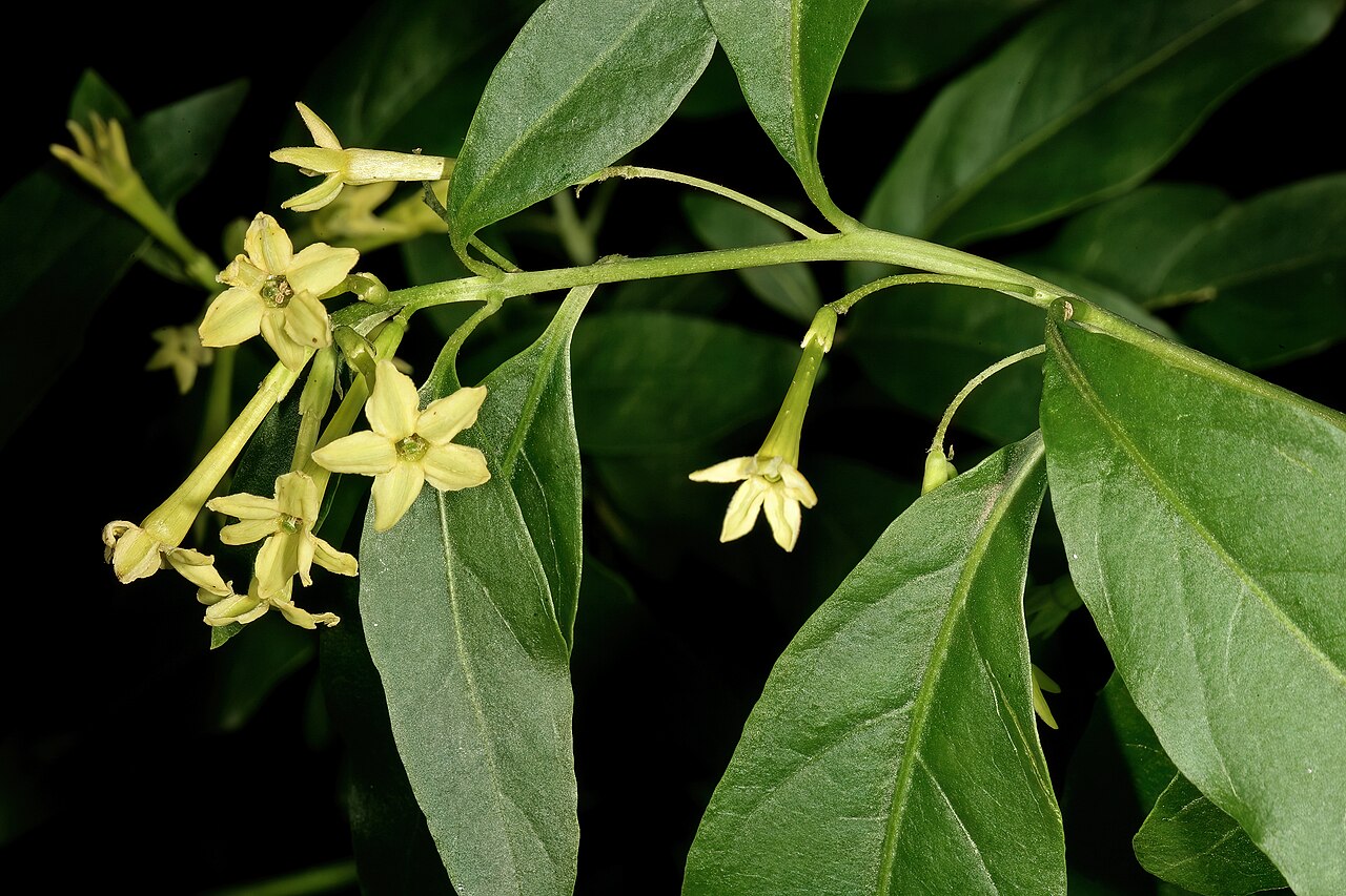Inkberry: Cestrum laevigatum , flowers; naturalised alien, Pretoria National Botanical Garden, Pretoria, Gauteng, South Africa