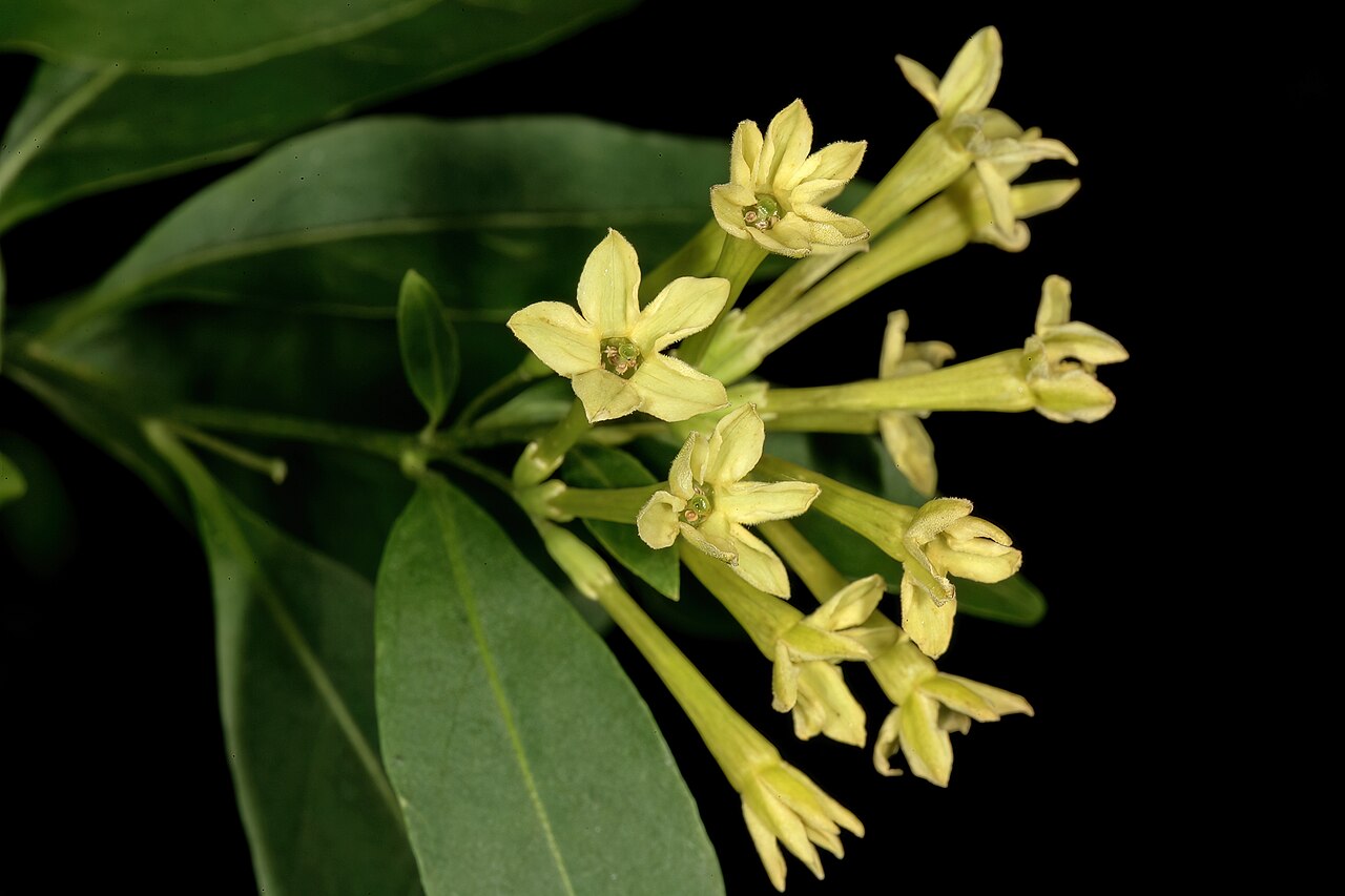 Inkberry: Cestrum laevigatum , flowers; naturalised alien, Pretoria National Botanical Garden, Pretoria, Gauteng, South Africa