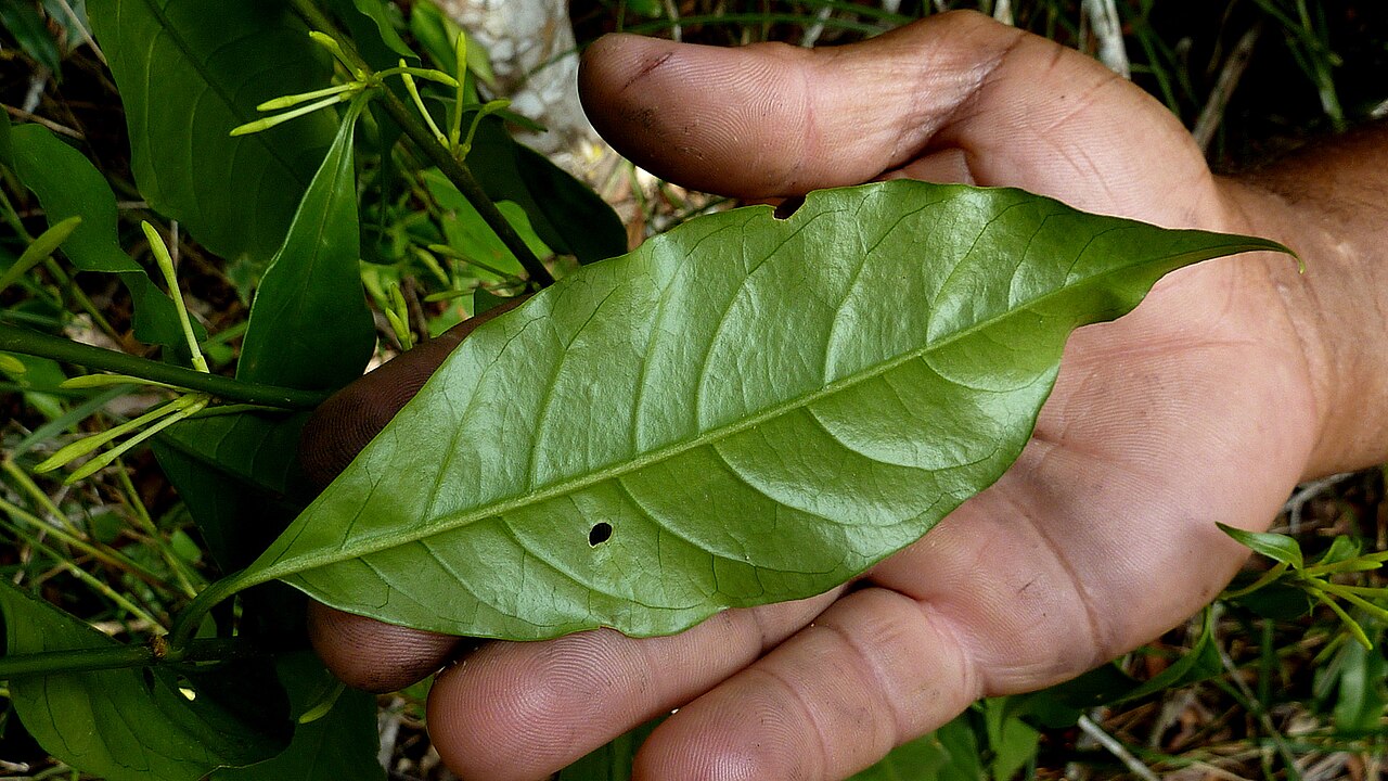 Inkberry: Cestrum laevigatum Schltdl.