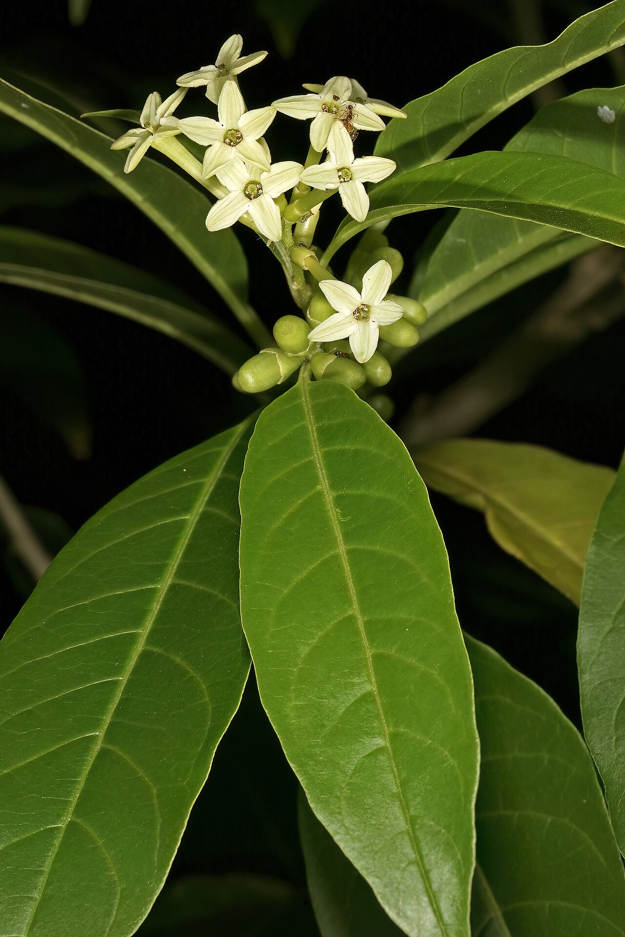 Inkberry: Cestrum laevigatum , flowers; naturalised alien, coastal dune thicket, Quenera, East London, Eastern Cape, South Africa