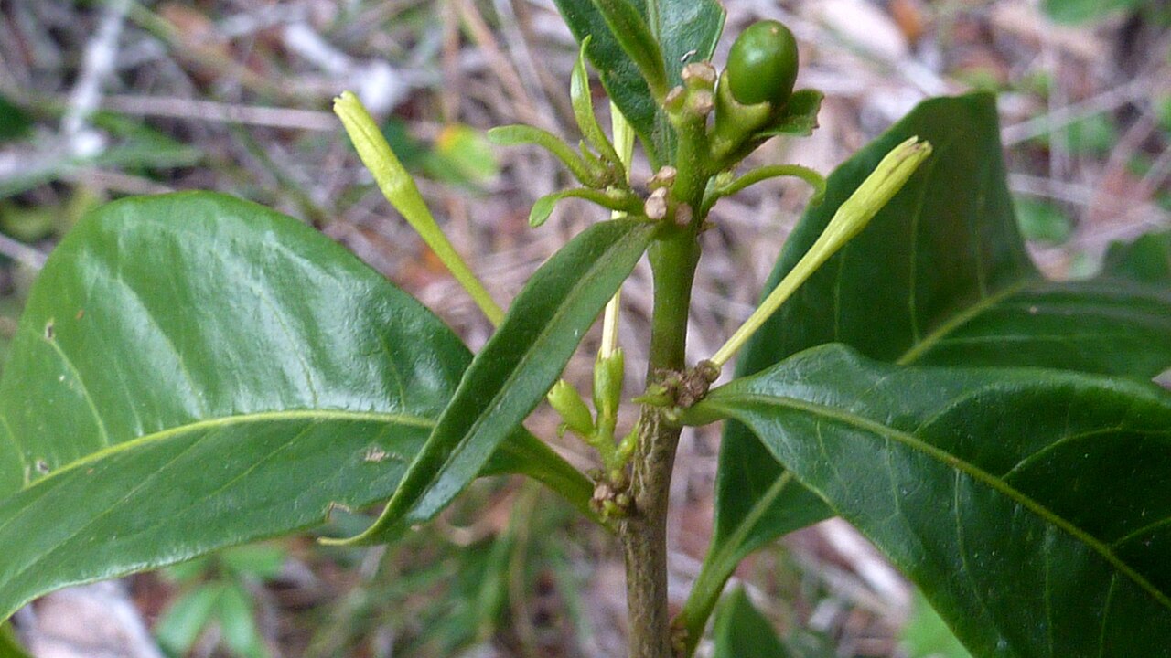 Inkberry: Cestrum laevigatum Schltdl.