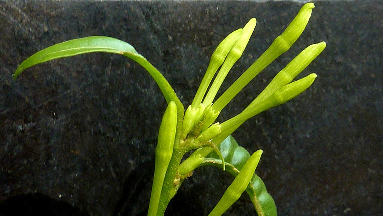 Inkberry: Cestrum laevigatum Schltdl.