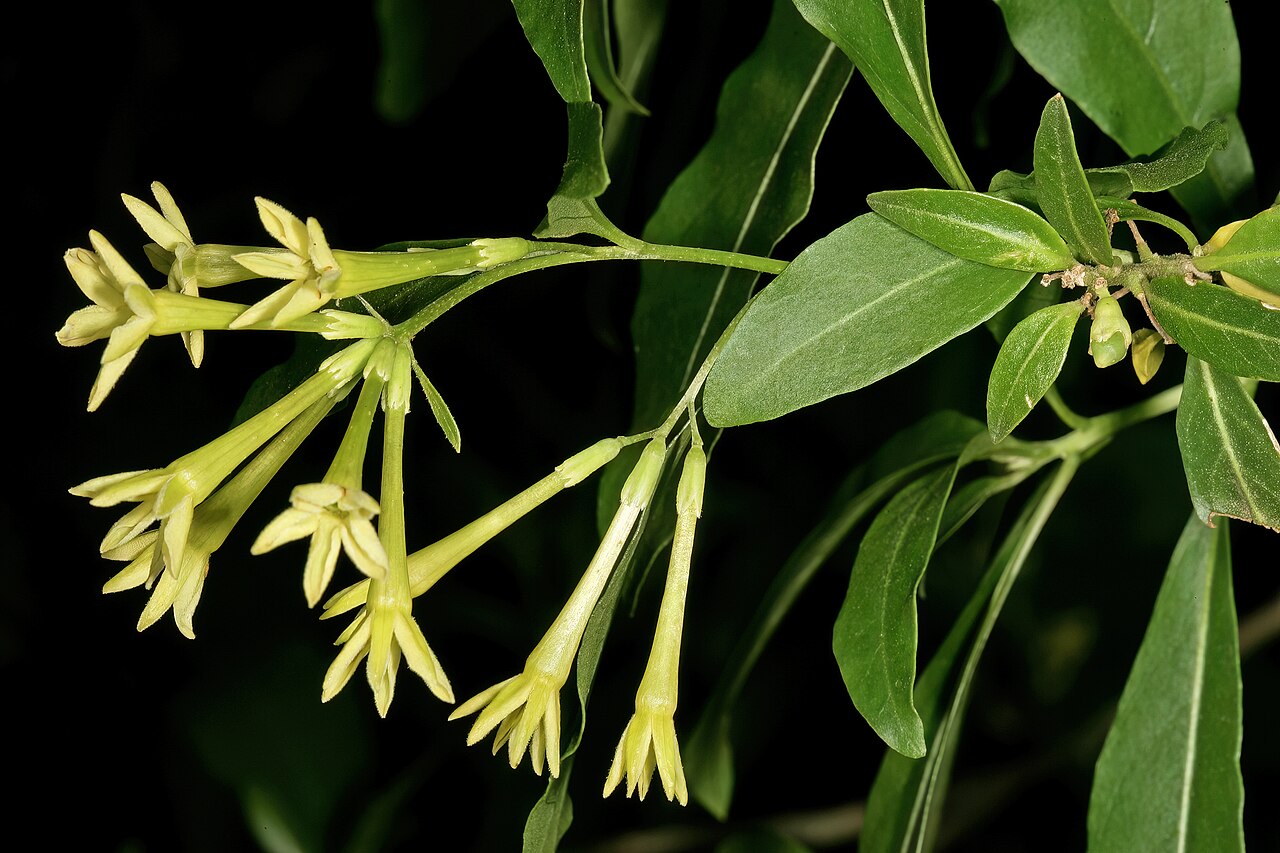 Inkberry: Cestrum laevigatum , flowers; naturalised alien, Pretoria National Botanical Garden, Pretoria, Gauteng, South Africa
