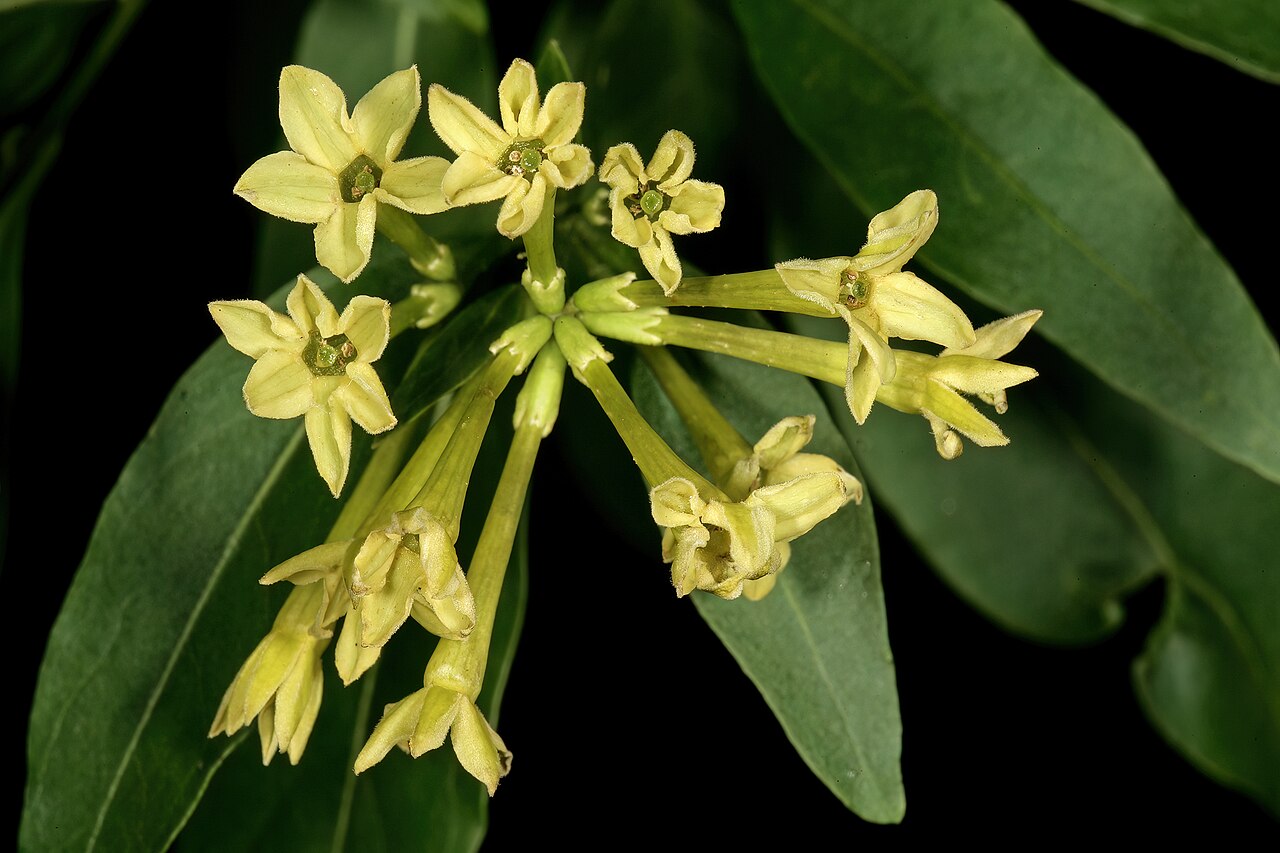 Inkberry: Cestrum laevigatum , flowers; naturalised alien, Pretoria National Botanical Garden, Pretoria, Gauteng, South Africa