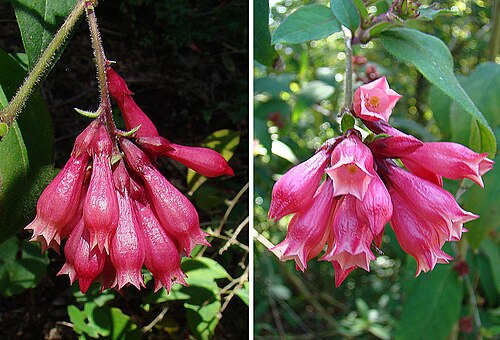Purple cestrum: Native to northern Mesoamerica. San Francisco Botanical Gardens. In context at www.dixpix.ca/meso_america/Flora/spuds/index.html