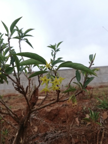 Cestrum fulvescens (Cestrum fulvescens)
