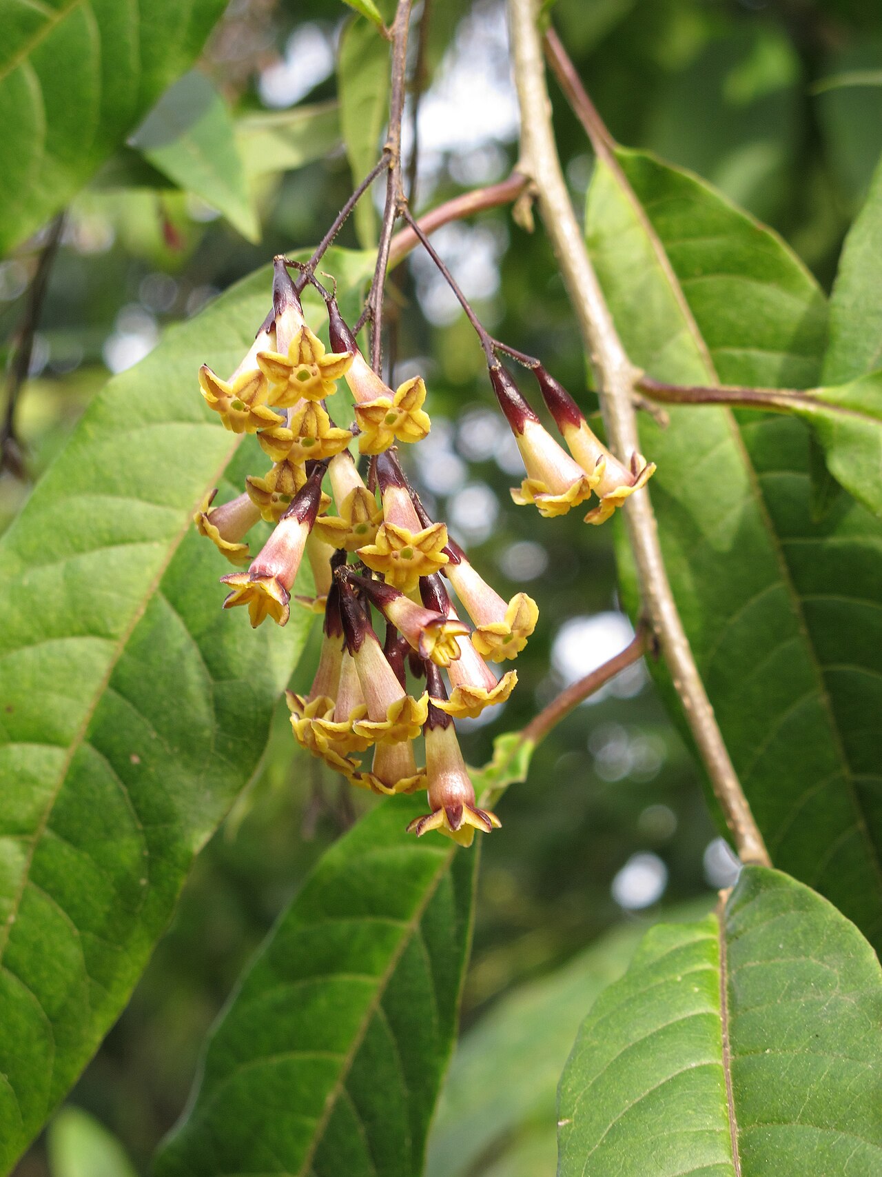 Cestrum guatemalense: San Francisco Botanical Garden at Strybing Arboretum, California.