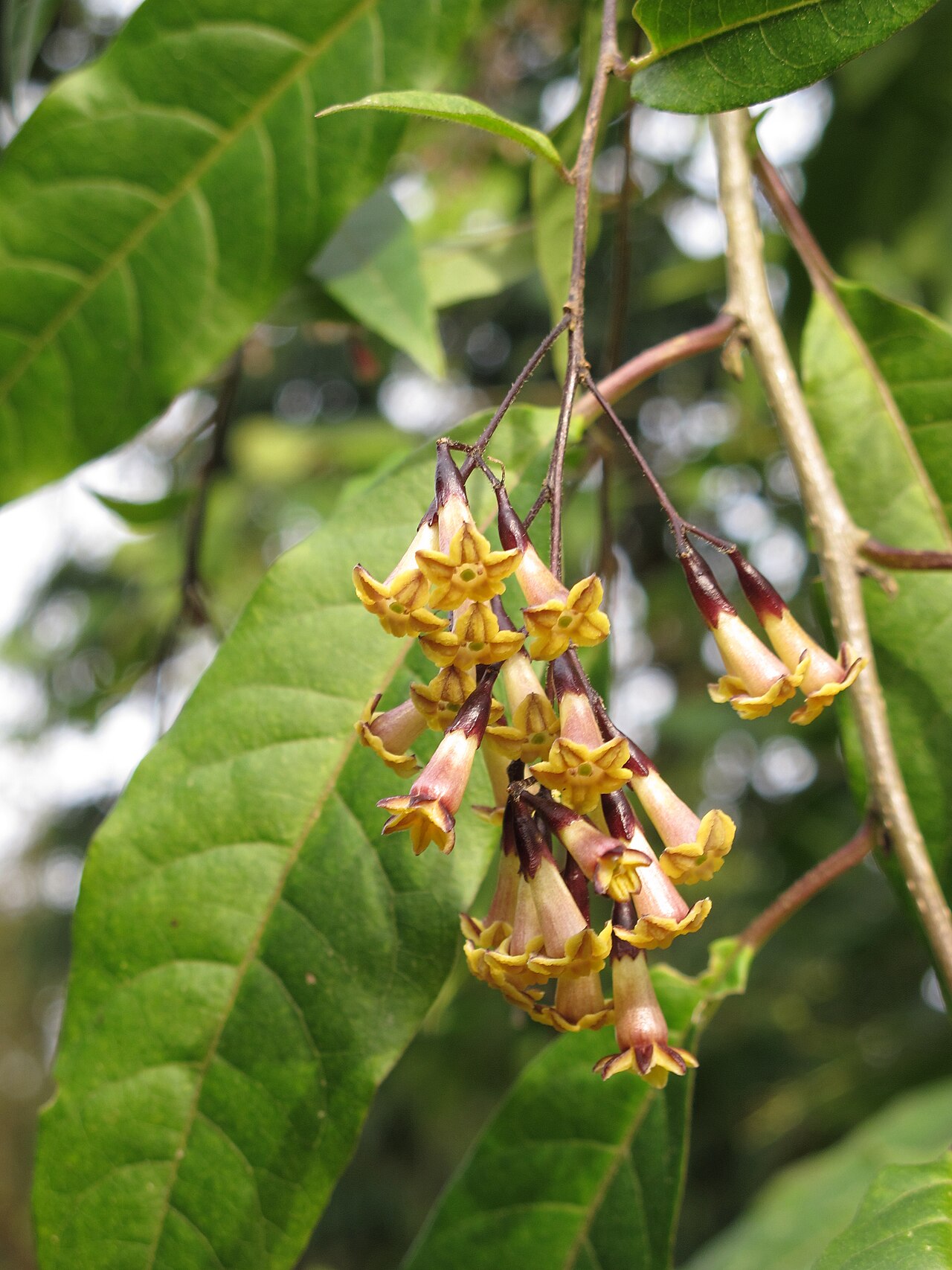 Cestrum guatemalense: San Francisco Botanical Garden at Strybing Arboretum, California.
