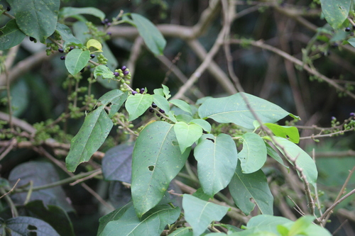 Cestrum latifolium (Cestrum latifolium)