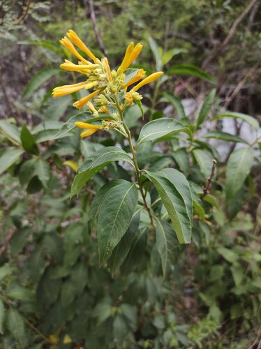 Cestrum lorentzianum (Cestrum lorentzianum)