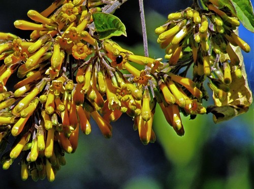 Cestrum lorentzianum (Cestrum lorentzianum)