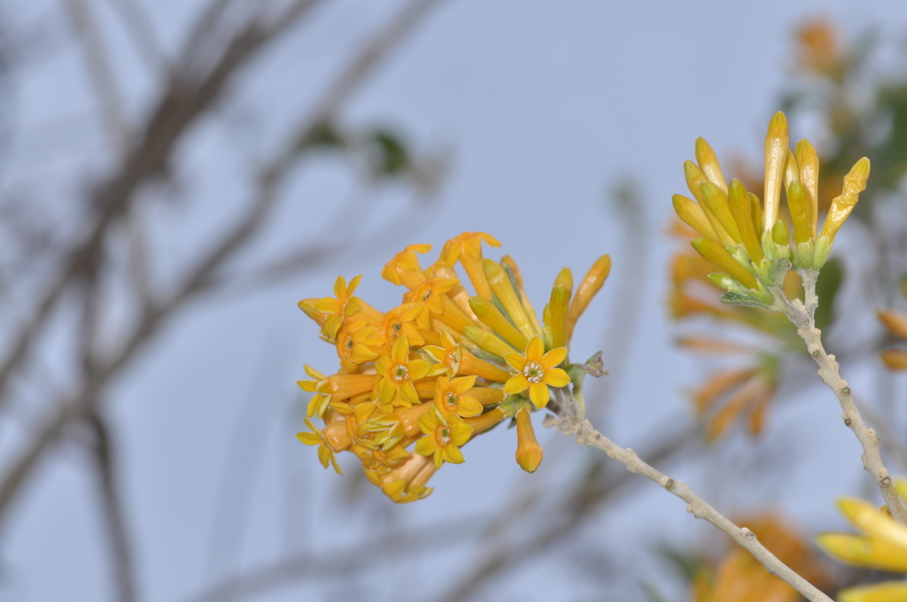 Cestrum lorentzianum (Cestrum lorentzianum)