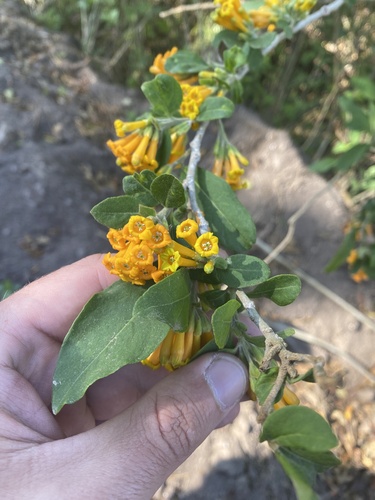 Cestrum lorentzianum (Cestrum lorentzianum)