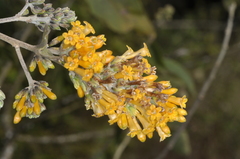 Cestrum lorentzianum (Cestrum lorentzianum)
