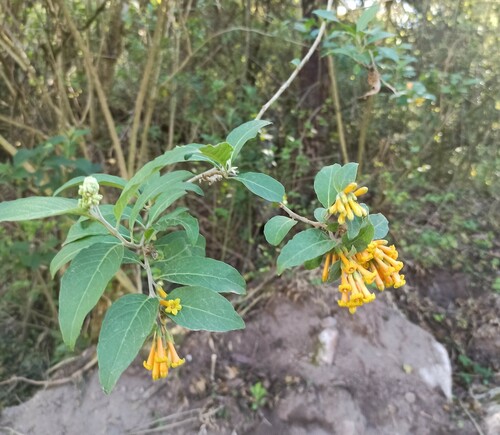Cestrum lorentzianum (Cestrum lorentzianum)