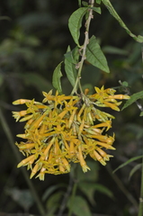 Cestrum lorentzianum (Cestrum lorentzianum)