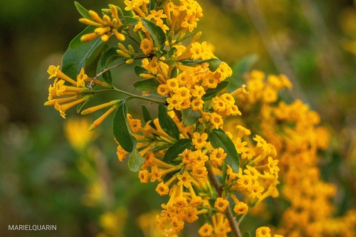 Cestrum lorentzianum (Cestrum lorentzianum)