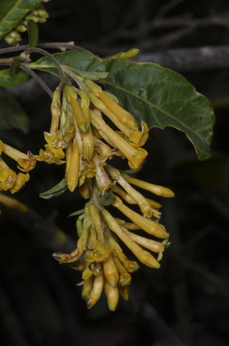 Cestrum lorentzianum (Cestrum lorentzianum)