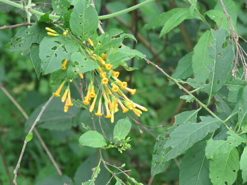 Cestrum lorentzianum (Cestrum lorentzianum)