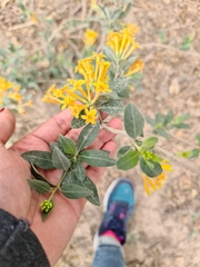 Cestrum lorentzianum (Cestrum lorentzianum)