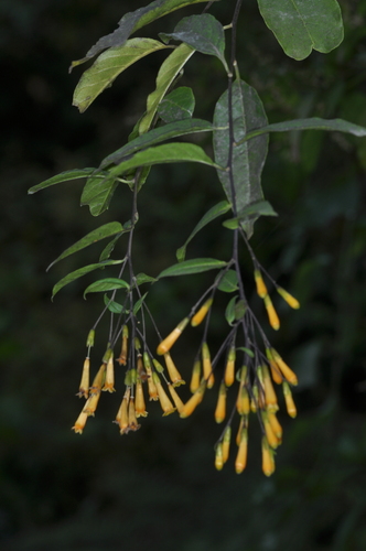 Cestrum lorentzianum (Cestrum lorentzianum)