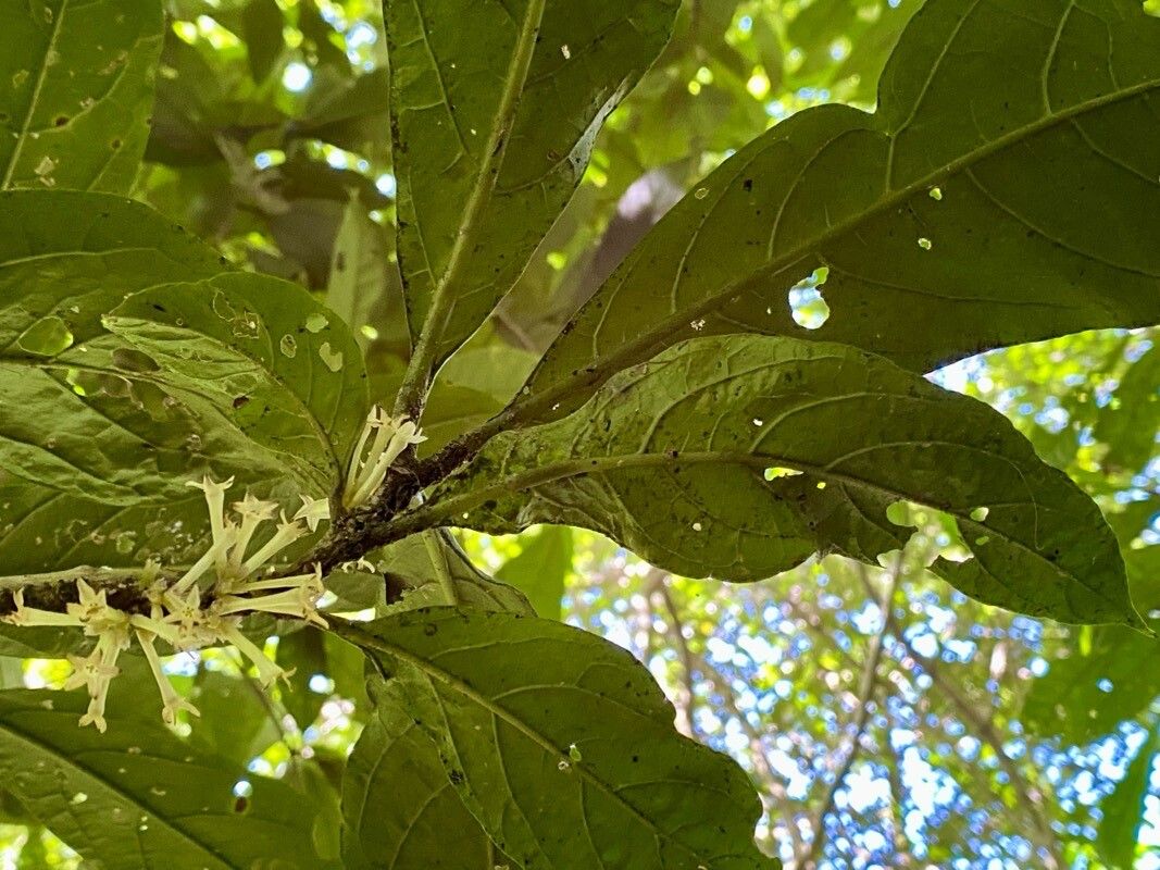 Cestrum loretense (Cestrum loretense)