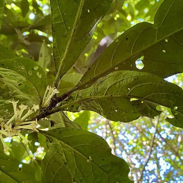 Cestrum loretense (Cestrum loretense)