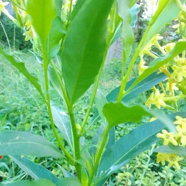 Chilean jessamine (Cestrum parqui)