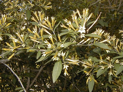 Chilean jessamine: Cestrum parqui . Real Jardín Botánico de Madrid.