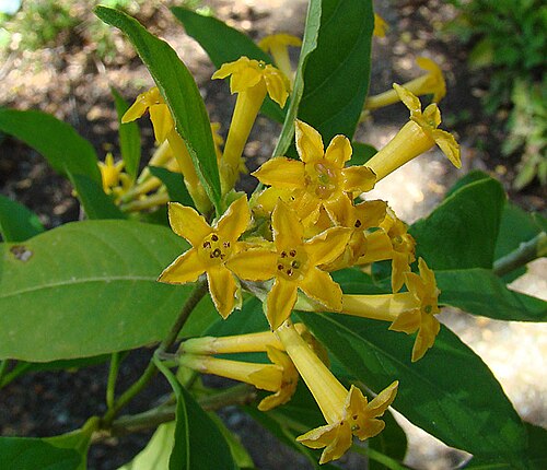 Chilean jessamine: Known as Chilean Jassamine to gardeners and as Palqui in Chile. UC Berkeley Botanical Gardens. In context at www.dixpix.ca/sth_cordillera/flora/spuds/index.html