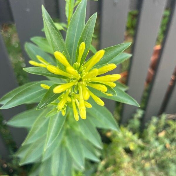 Chilean jessamine (Cestrum parqui)