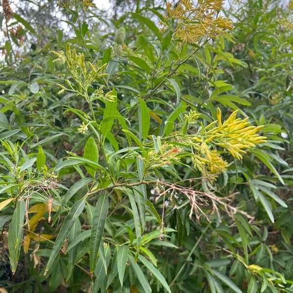 Chilean jessamine (Cestrum parqui)