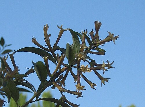 Chilean jessamine: Cestrum parqui , shrub from Chilean Matorral, and ruderal sites