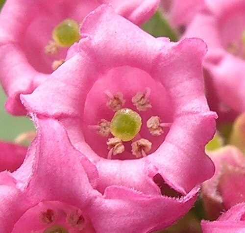 Cestrum roseum: Please report references to spam@lagrada.de .