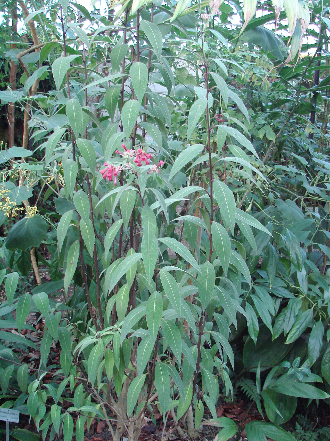 Cestrum roseum: Jardin botanique de l' Université de Zurich ( Suisse ) : Cestrum elegans Schlechter