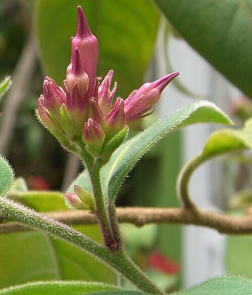 Cestrum roseum: Please report references to spam@lagrada.de .