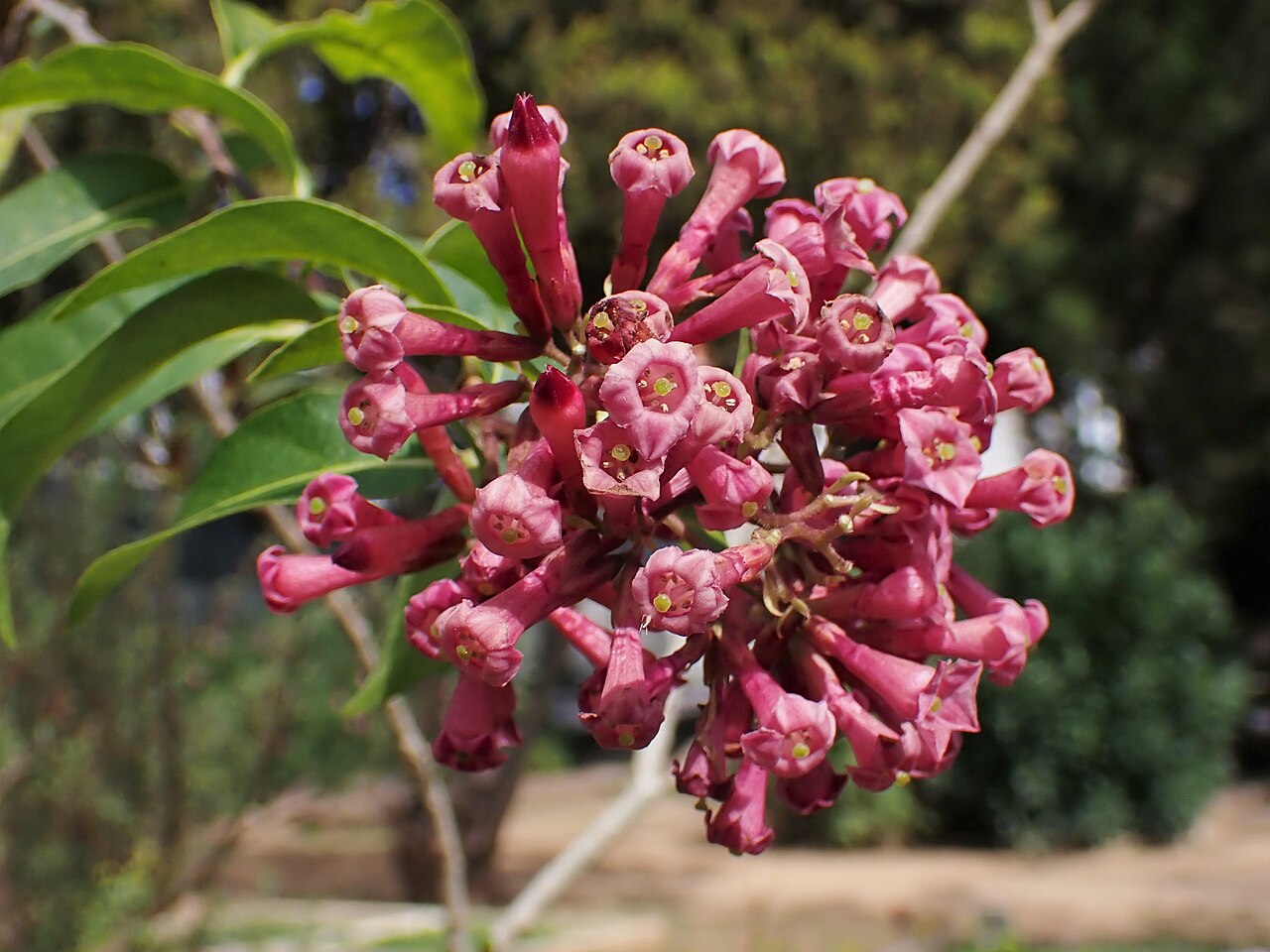 Cestrum roseum: Cestrum roseum in Jardim Botânico da Ajuda in Lisbon